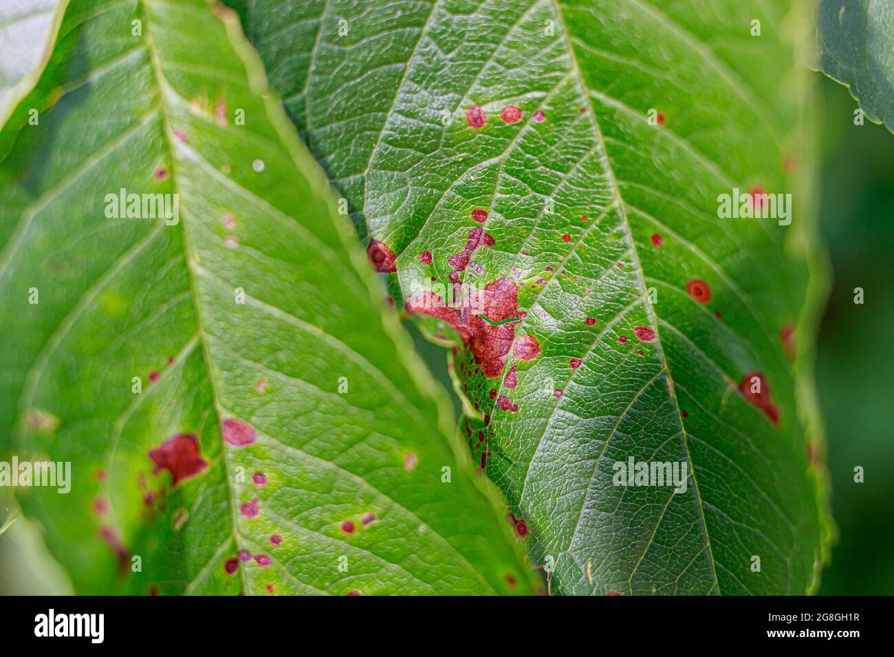 Rosa Flecken auf Kirschblättern. Krankheiten der Obstbäume, Mangel an Spurenelementen im Boden. Stockfoto
