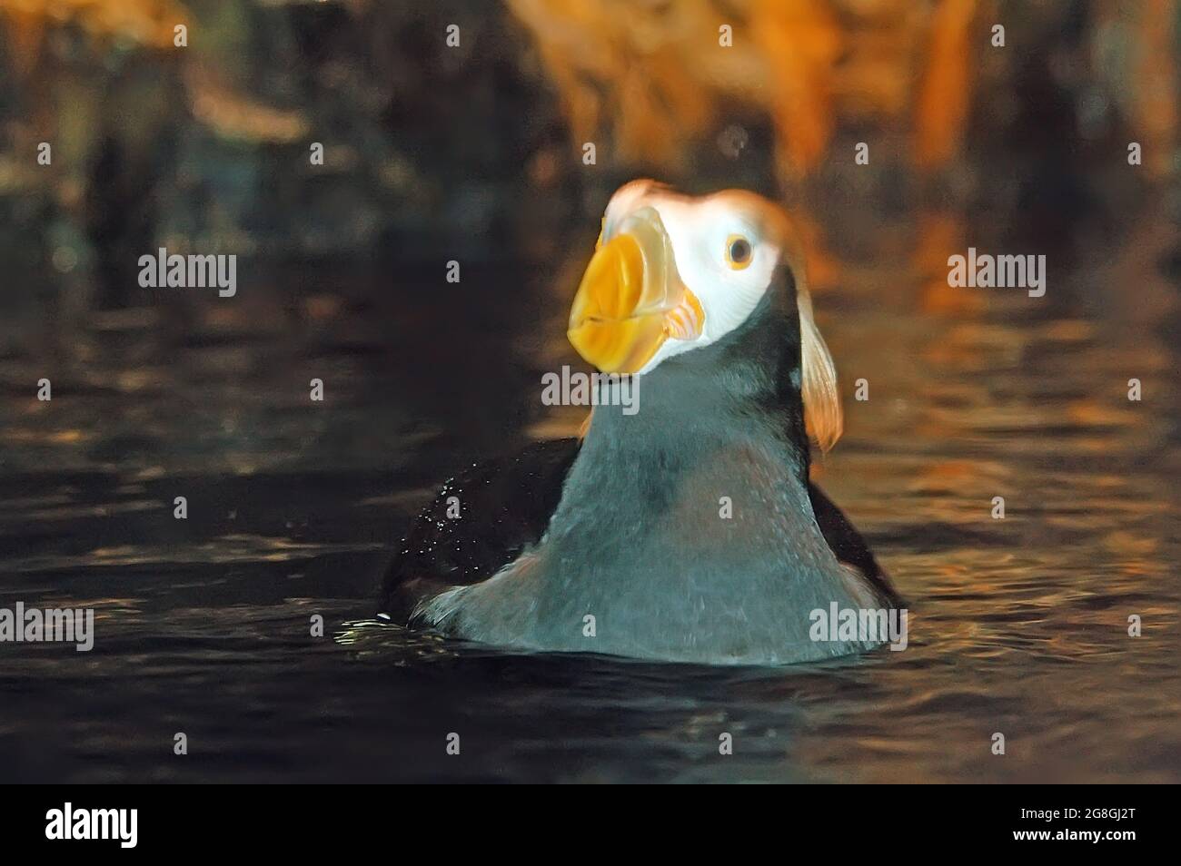 Tufted Puffin, Fratercula cirrhata Portrait Schwimmen Stockfoto