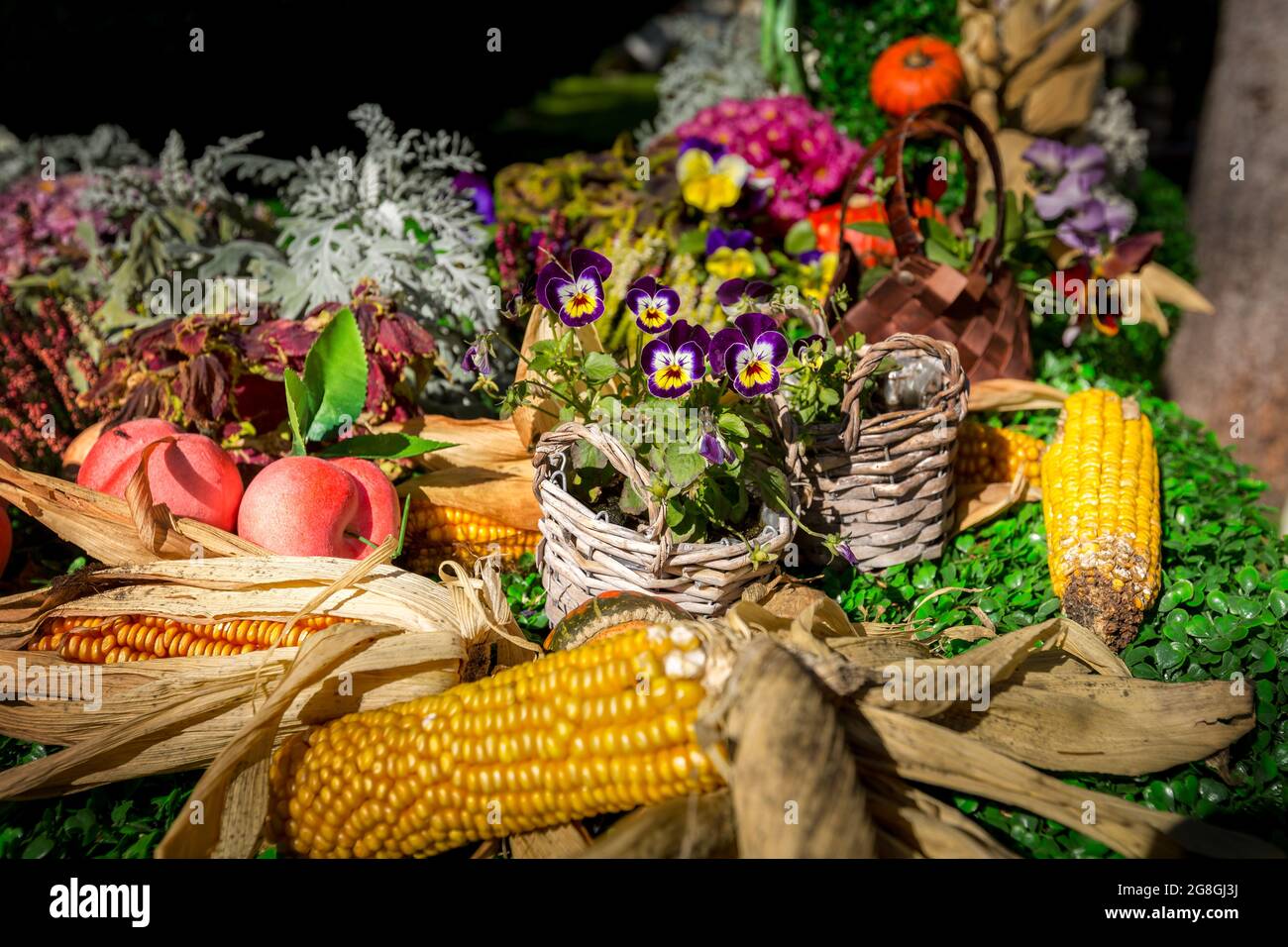 Buntes Herbststill-Leben im Freien mit Herbstblumen und Mais Stockfoto