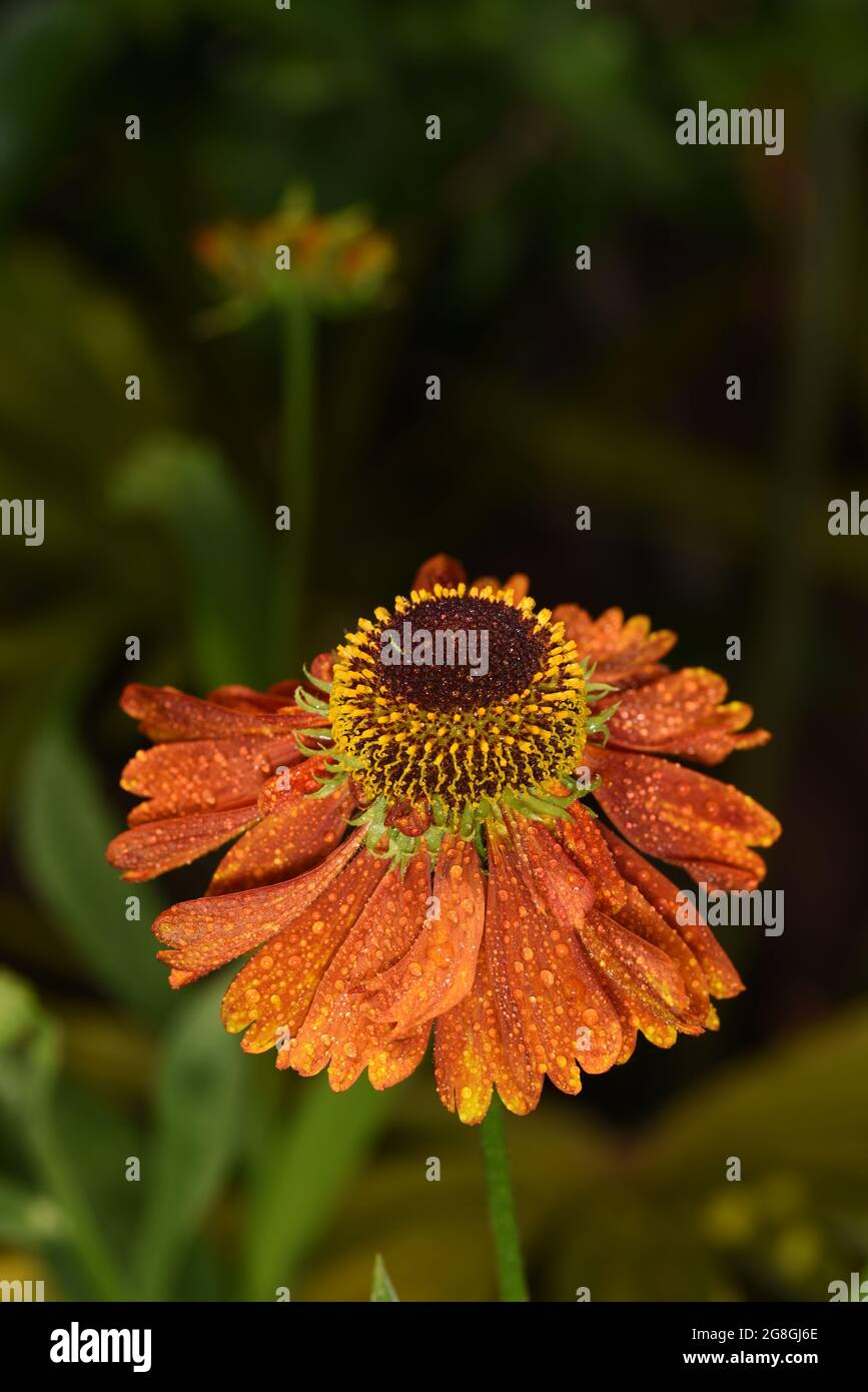 Helenium Moerheim Stockfoto