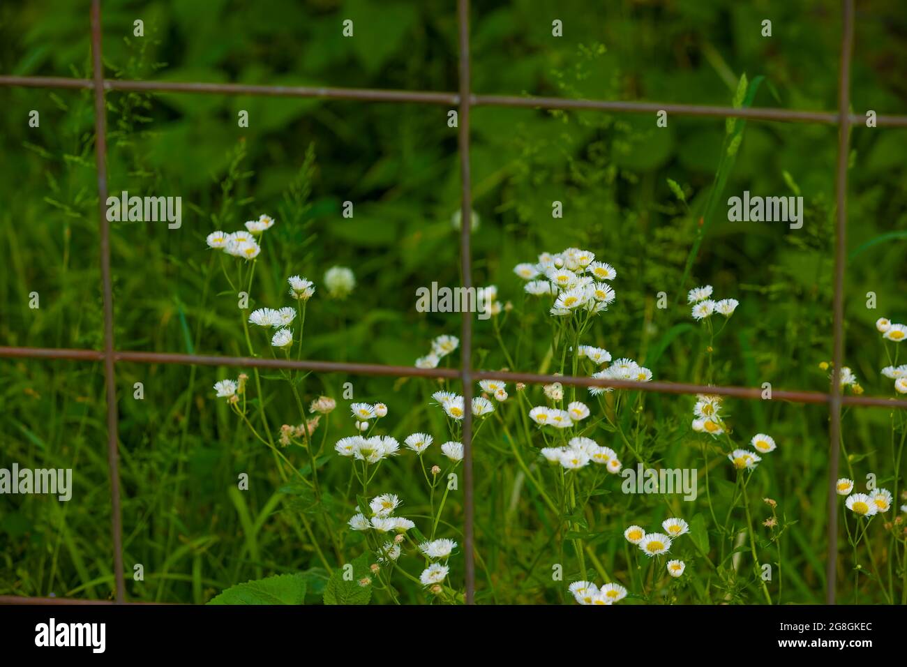 Weiße Gänseblümchen-Wildblume wächst hinter einem Drahtzaun im ländlichen Tennessee. Stockfoto