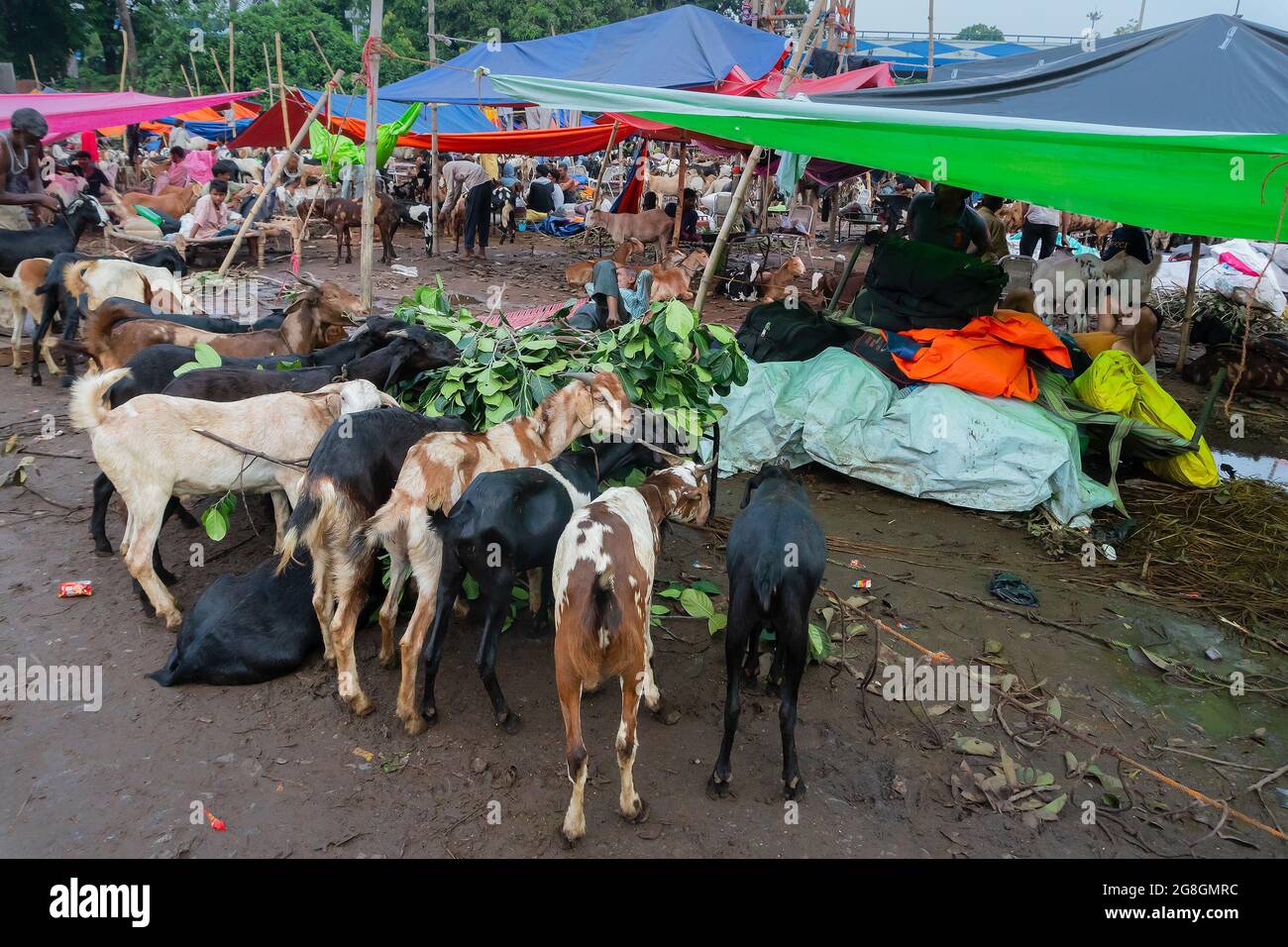Kalkutta, Westbengalen, Indien - 11. August 2019 : Ziegen zum Verkauf auf freiem Markt während 'Eid al-Adha' oder 'Fest des Opfers' oder Eid Qurban oder 'Fest Stockfoto