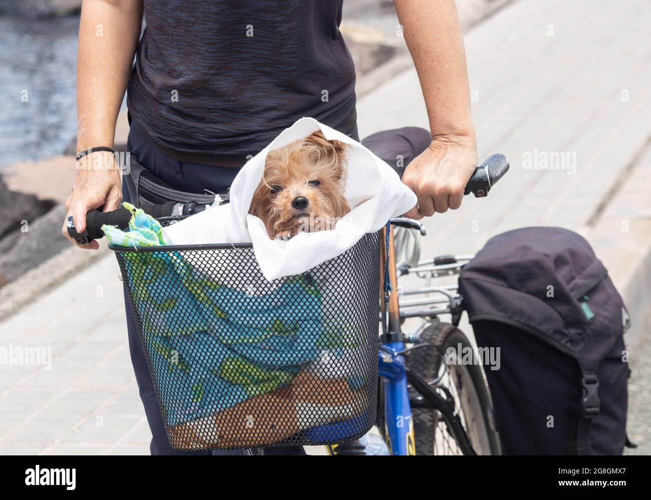 Yorkshire Terrier im Korb vor dem Fahrrad. Stockfoto