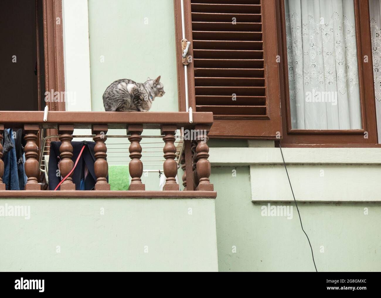 Katze auf dem Balkon der Wohnung Stockfoto
