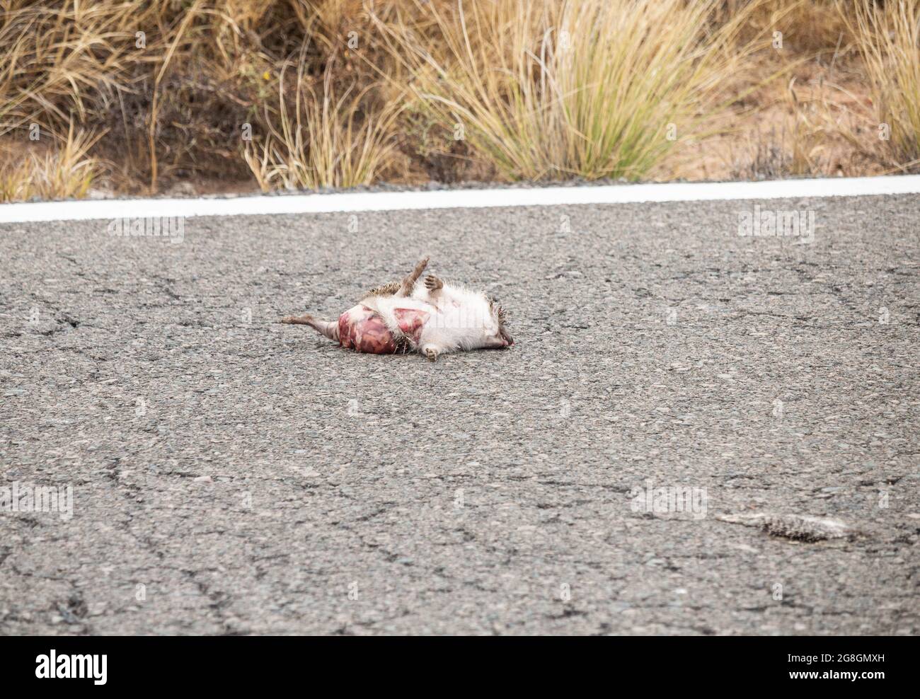 Toter Igel auf der Straße. Stockfoto