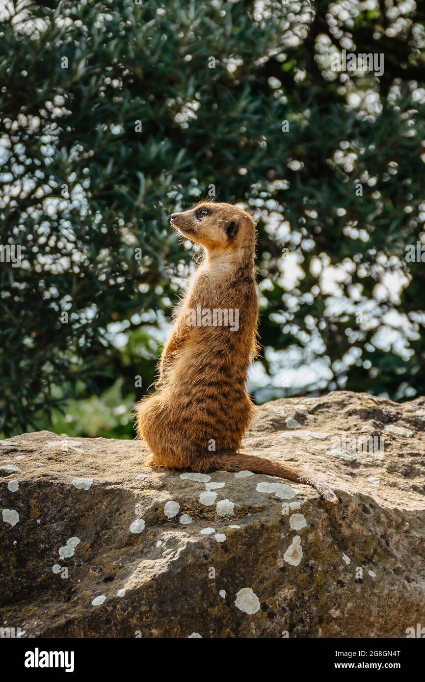 Niedliche Erdmännchen, Suricata suricatta oder suricate stehen auf den Hinterbeinen. Kleine lustige Mungos beobachten Umgebung durch Drehen Kopf Seite an Seite.Afrika Stockfoto