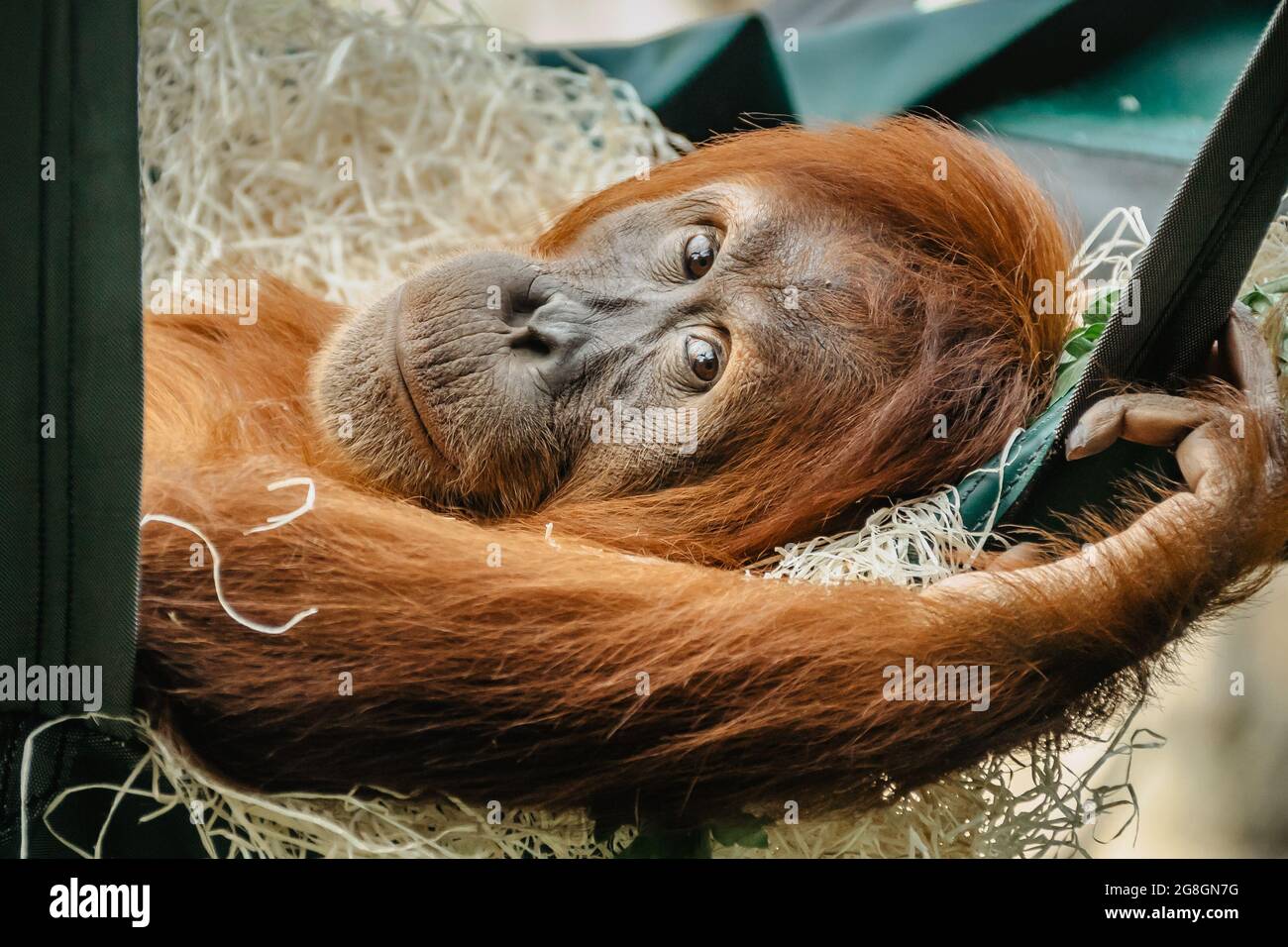 Süßes Orang-Utan mit rotem Fell, das sich im ZOO ausruhen kann. Exotisches wildes Tier, das in die Kamera schaut. Erwachsenes Männchen von Sumatra-Orang-Utan.gefährdeter Affe Stockfoto