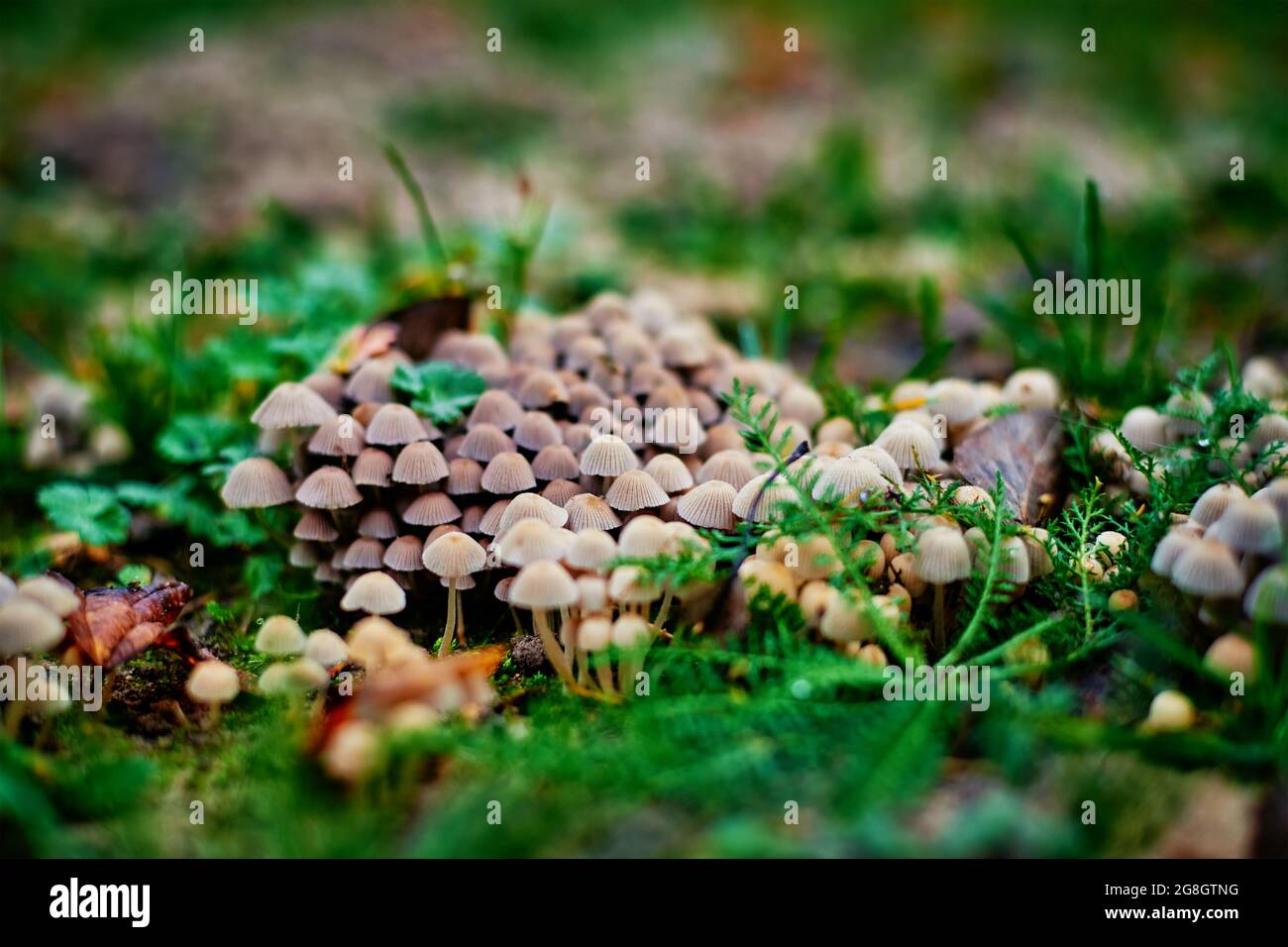 Gruppe von kleinen Pilzen, die auf grünem Gras wachsen, selektiver Weichfokus. Natur Hintergrund. Nahaufnahme des Pilzes Stockfoto