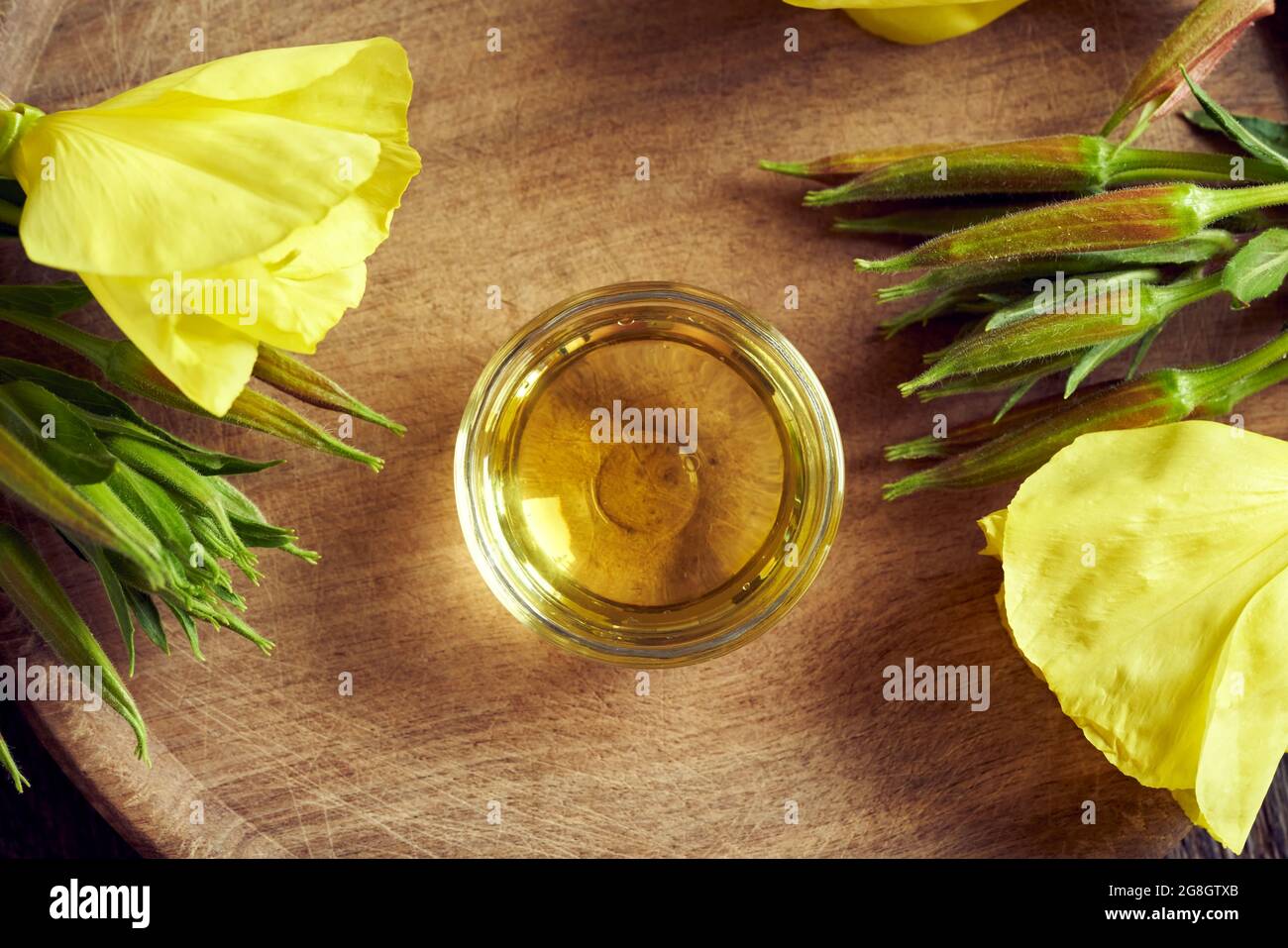 Nachtkerzenöl mit frischen Oenothera biennis Blumen, Draufsicht. Alternative pflanzliche Heilmittel. Stockfoto
