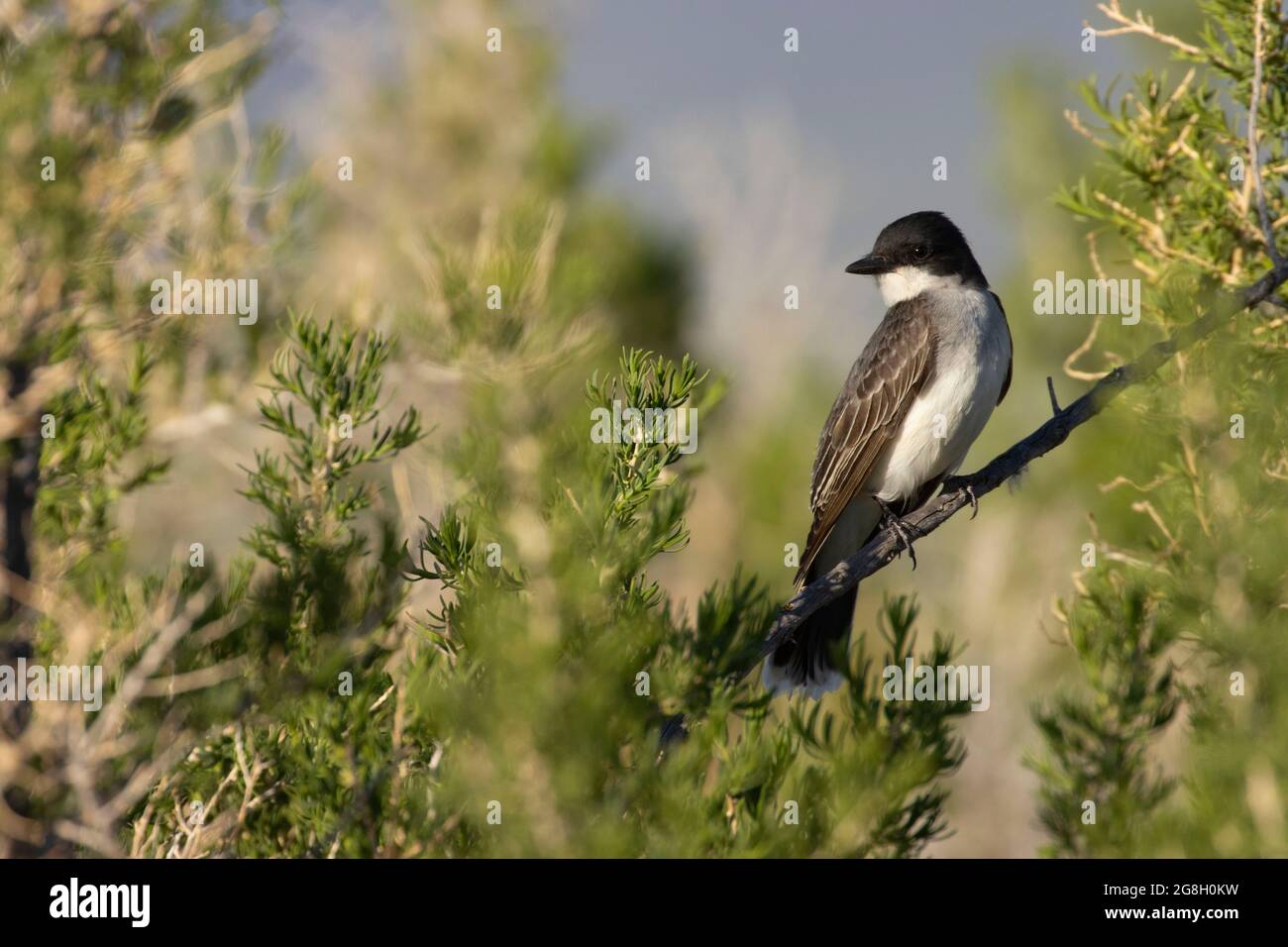 Eastern Kingbird (Tyrannus tyrannus), Bear Lake National Wildlife Refuge, Idaho Stockfoto