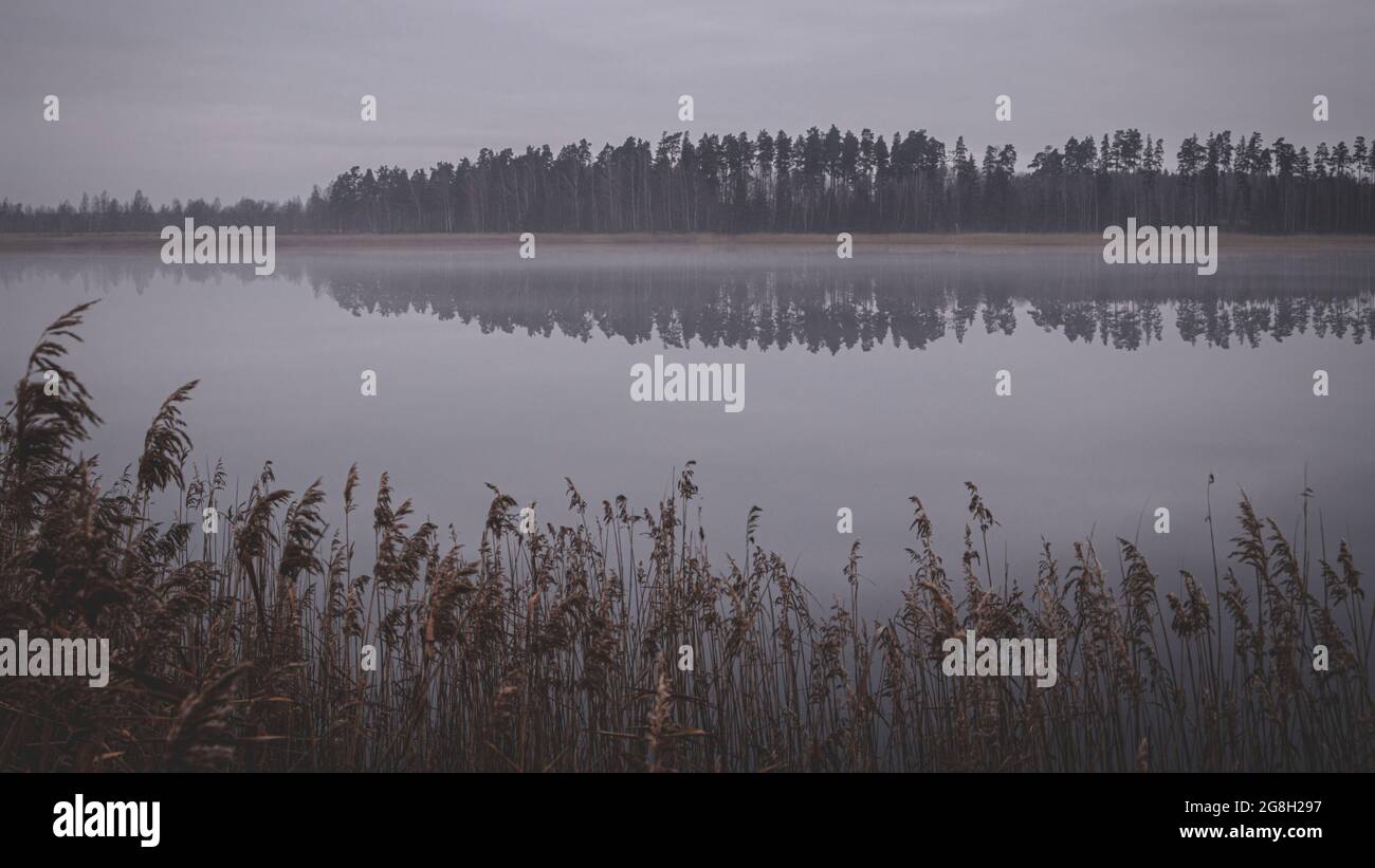 Neblig kalter Herbstmorgen auf dem See in Lettland. Gelbe trockene Schilf vor. Grau ruhig glatte Spiegel Wasser reflektiert Nadelwald auf der anderen Seite. Stockfoto