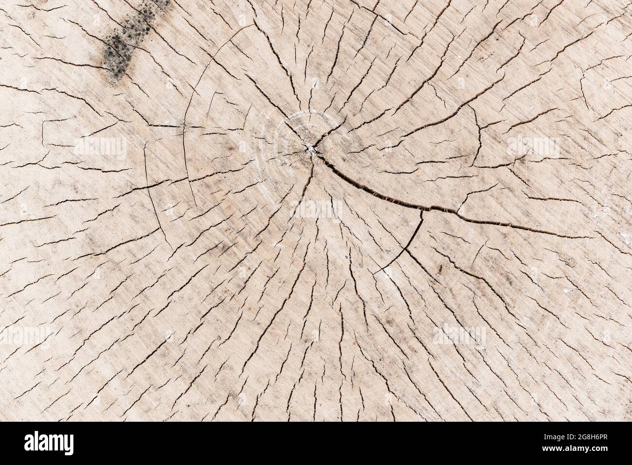 Scheibe des Holzes natürlichen Hintergrund. Stockfoto