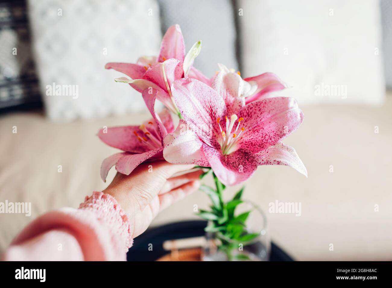 Bouquet von frischen Lilienblumen in Vase zu Hause. Nahaufnahme von rosa Blüten. Einrichtung und Einrichtung im Sommer im Wohnzimmer. Frau berührt Blütenblätter Stockfoto