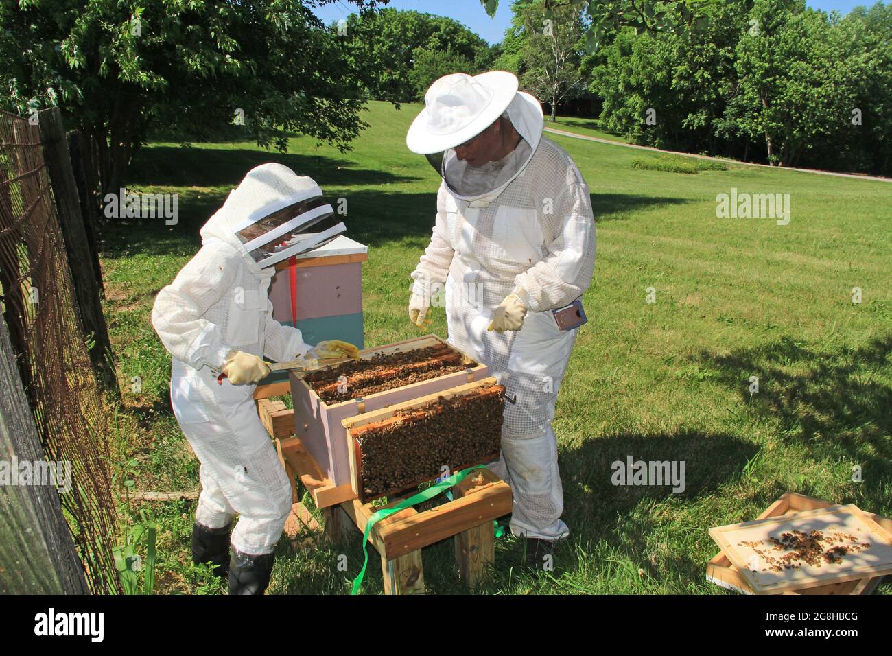 Ausbildung eines Kindes für die Arbeit mit Bienen Stockfoto