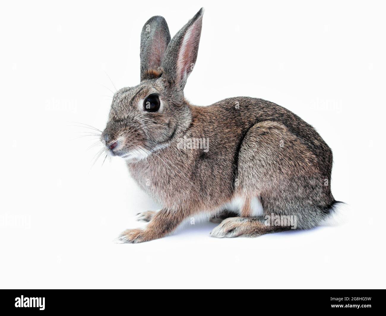 Ein hohles Bild eines schönen Kaninchens Stockfoto