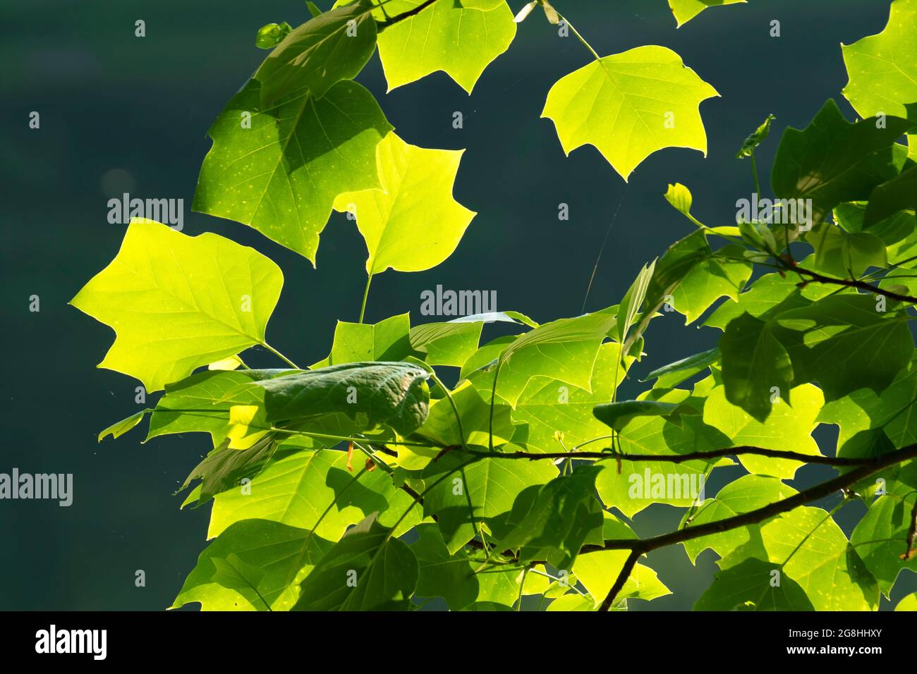 American Tulpenbaum (Liriodendron tulipifera) Blatt, Brown County State Park, Indiana Stockfoto