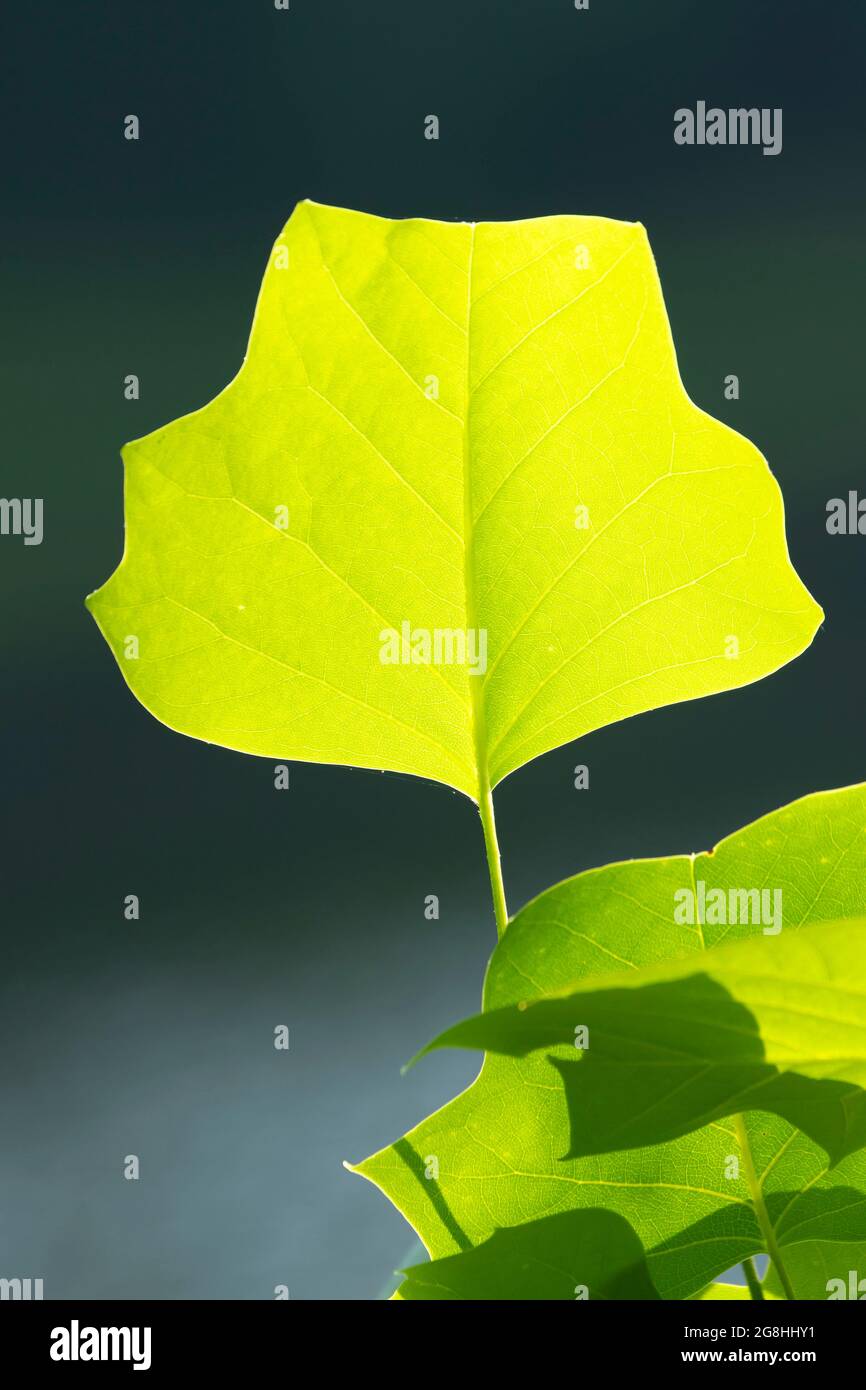 American Tulpenbaum (Liriodendron tulipifera) Blatt, Brown County State Park, Indiana Stockfoto