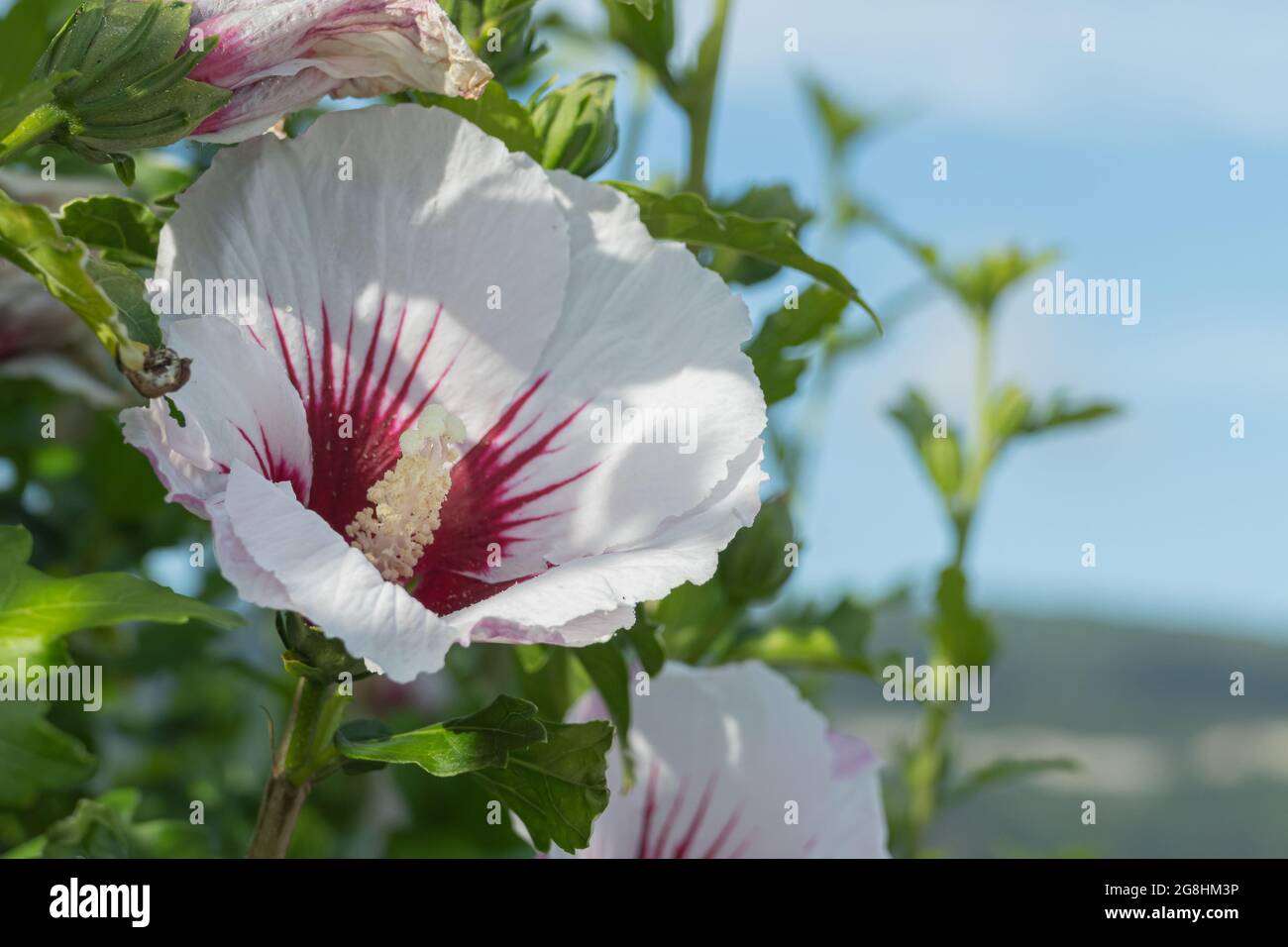 hibiskusblüte aus nächster Nähe Hibiscus syriacus Stockfoto