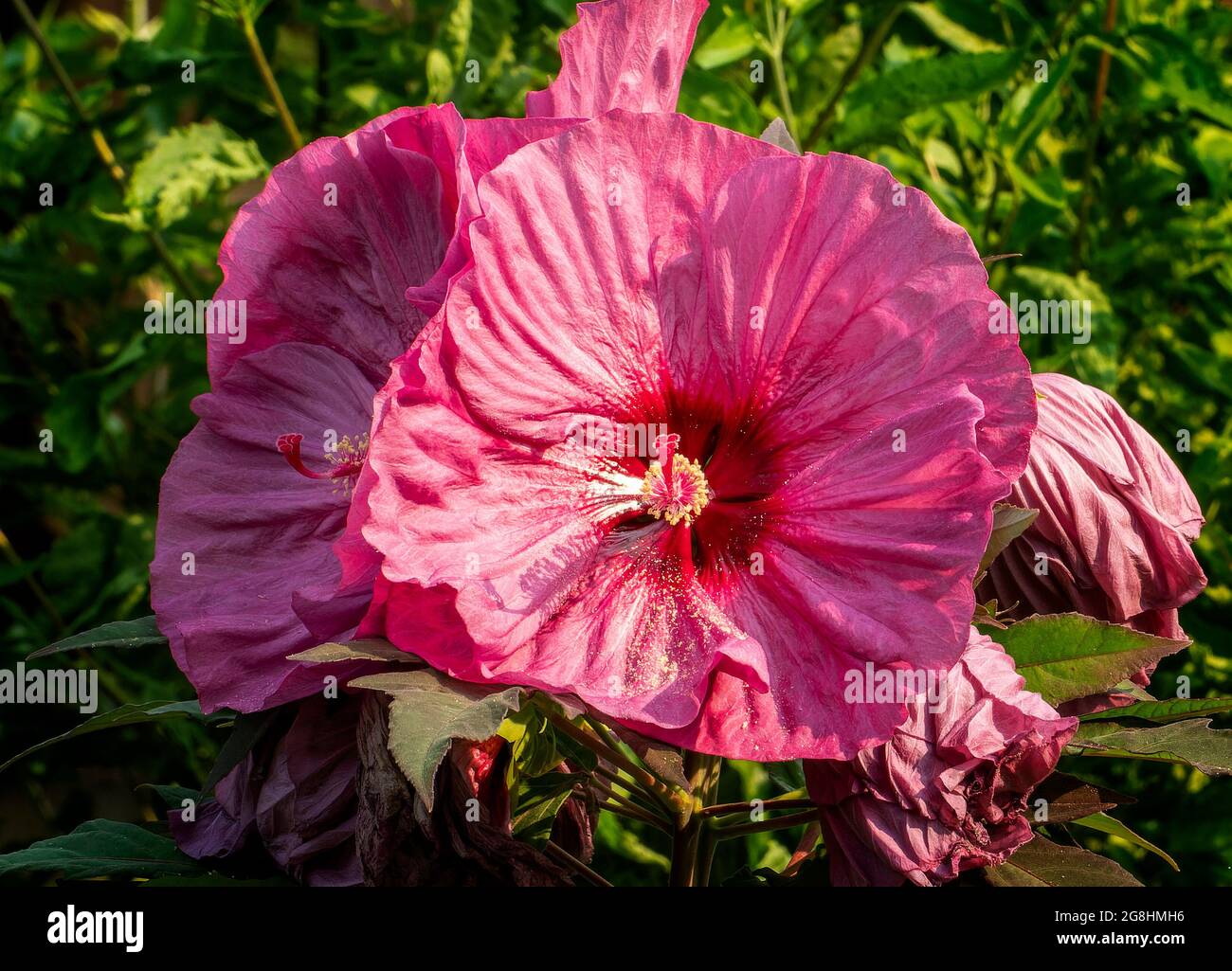 Riesige Hibiskuspflanzen öffneten den sommergarten vollständig Stockfoto