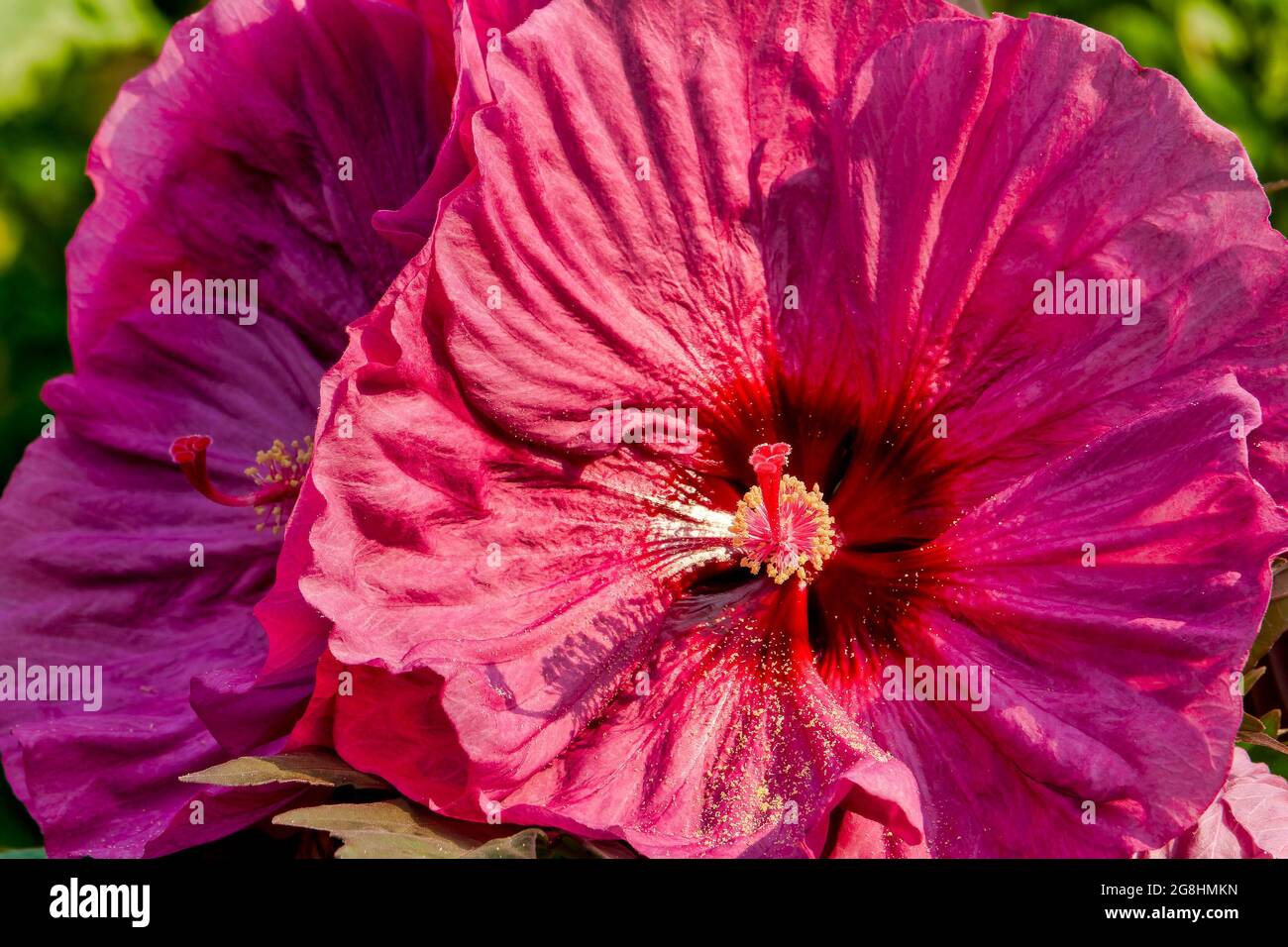 Riesige Hibiskuspflanzen öffneten den sommergarten vollständig Stockfoto