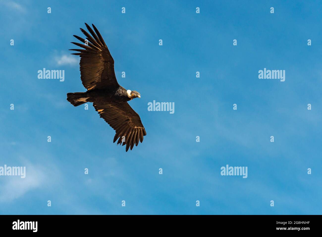 Andenkondor (Vultur Gryphus) im Flug mit Kopierraum, Colca Canyon, Arequipa, Peru. Stockfoto