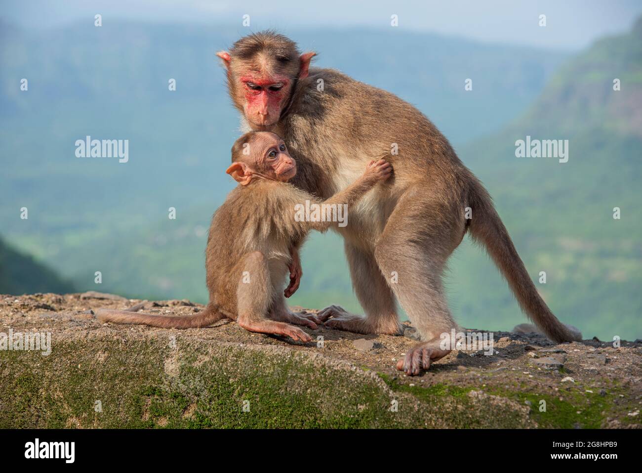 Mutter und kleiner Affe an der Wand Stockfoto