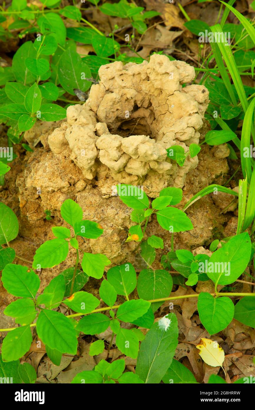 Crayfish Burrow Mound, Patoka River National Wildlife Refuge, Indiana Stockfoto