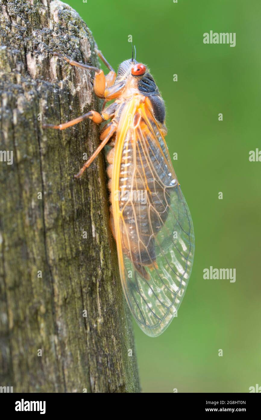 Neu geschlüpfte Cicada, Hemlock Cliffs Special Place, Hoosier National Forest, Indiana Stockfoto