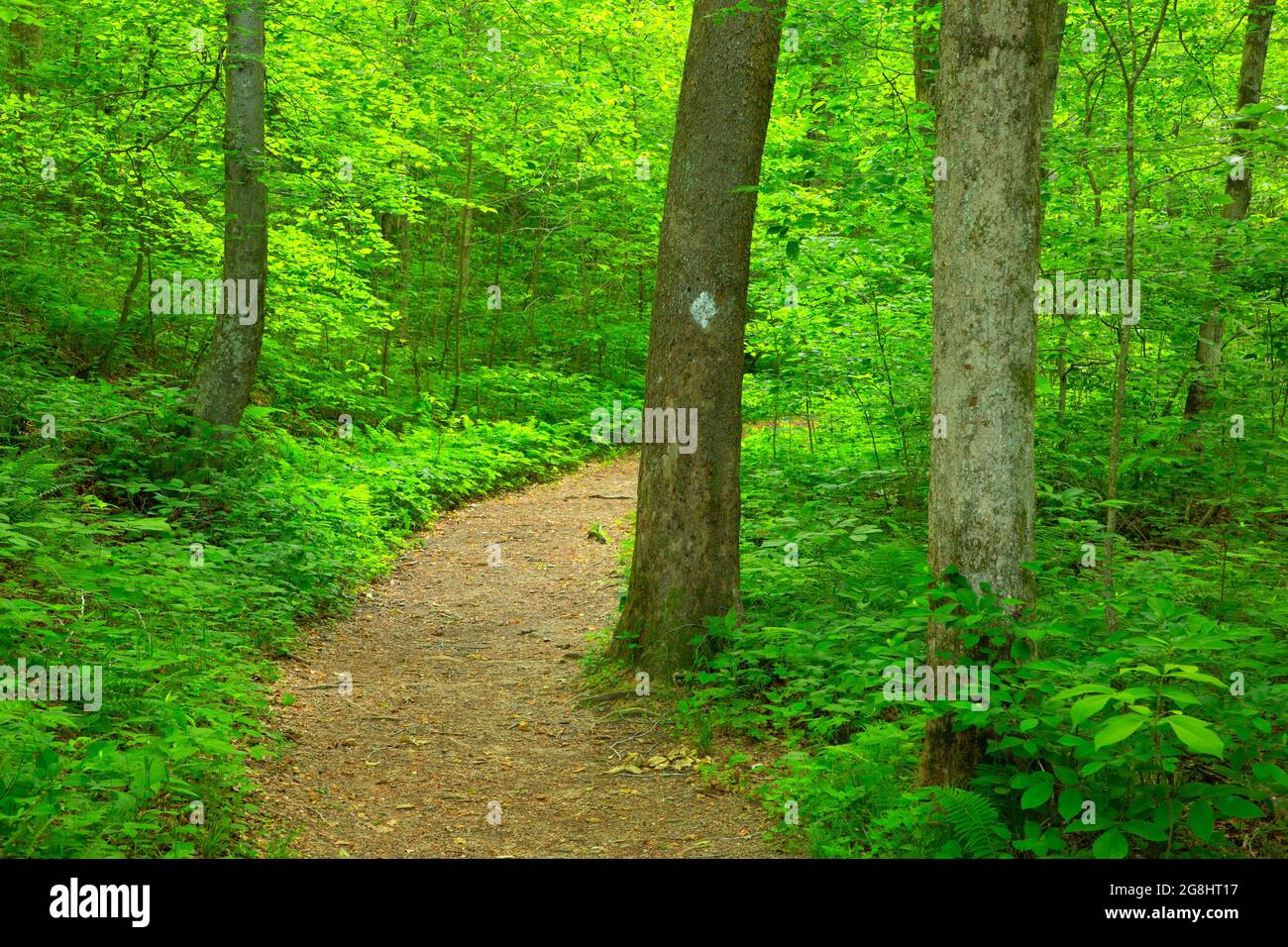 Wanderweg, Hemlock Cliffs Special Place, Hoosier National Forest, Indiana Stockfoto