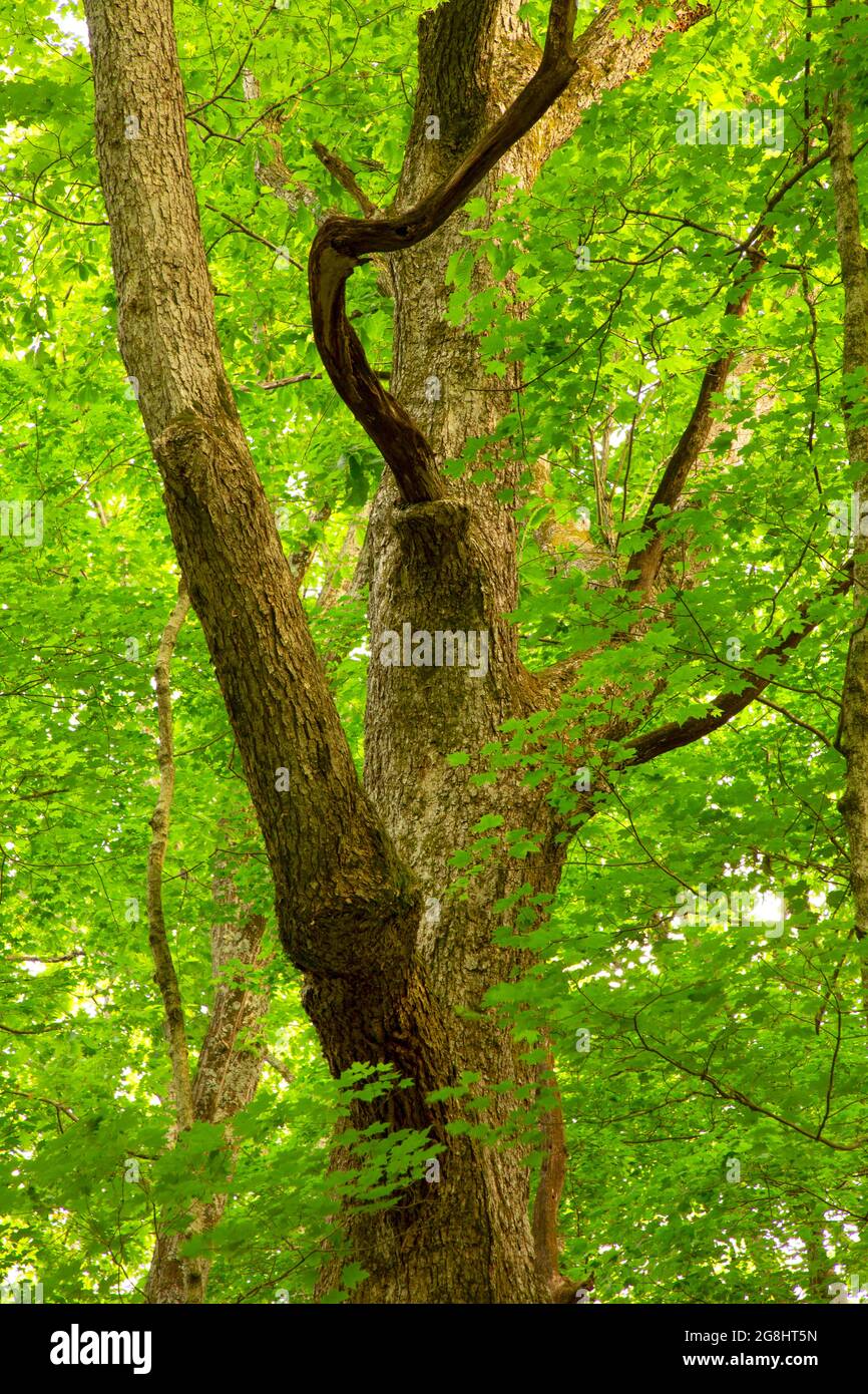 Ancient Maple, Pioneer Mothers Memorial Forest, Hoosier National Forest, Indiana Stockfoto