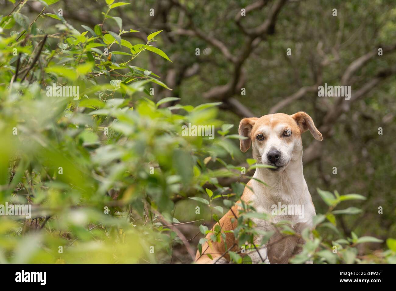 Schöner kleiner Hund versteckt in einem Busch. Blick auf die Kamera Stockfoto