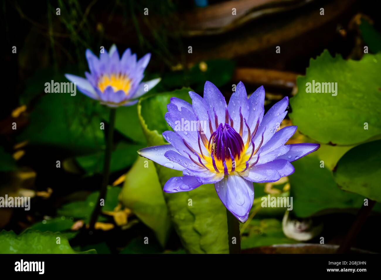 Lila Wasser illy, violette Lotusblume mit gelben Pollen bedeckt von kleinen Tropfen regen mit grünen Pad und kleine Pfütze im Hintergrund Stockfoto