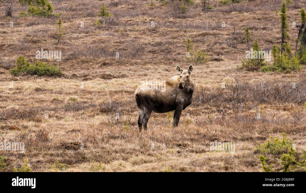 Riesige Kuhelche blicken zurück, während sie auf einem trockenen Feld stehen Stockfoto