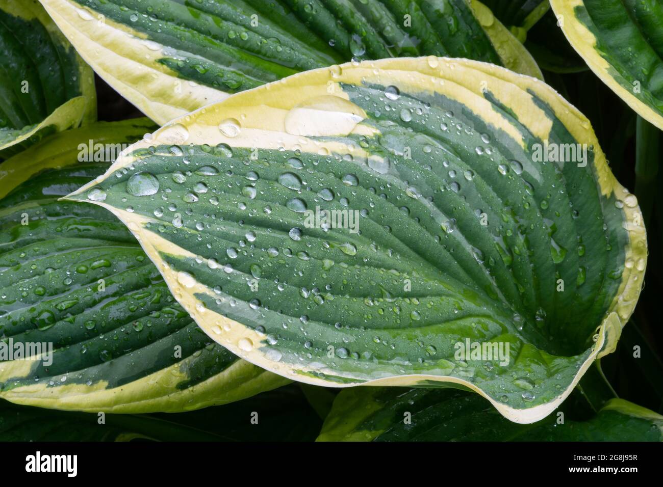 Wassertropfen auf einem Hosta Blatt Stockfoto