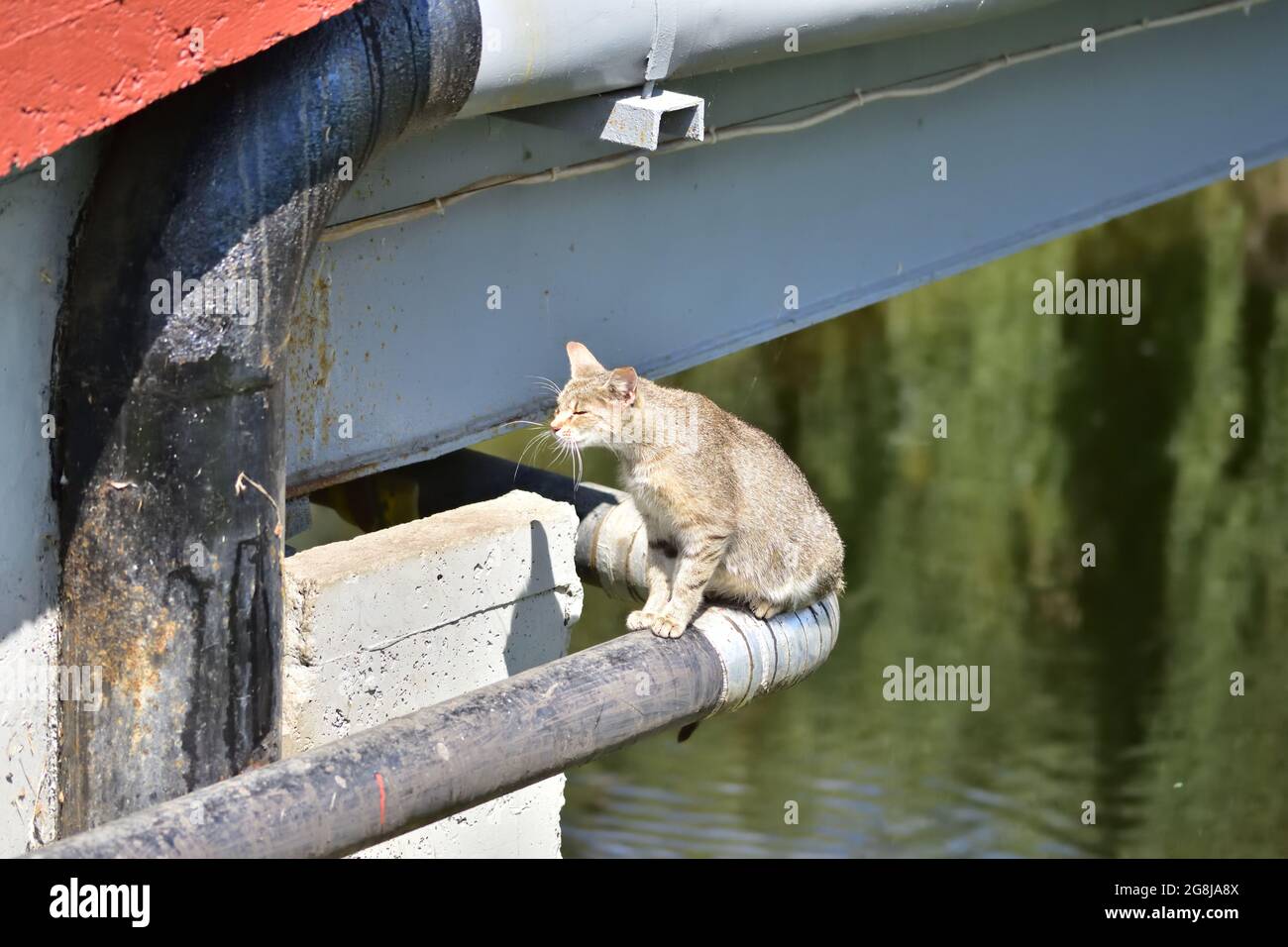 Unter der Brücke wohnt eine wilde Katze ohne Besitzer. Kat. Stockfoto