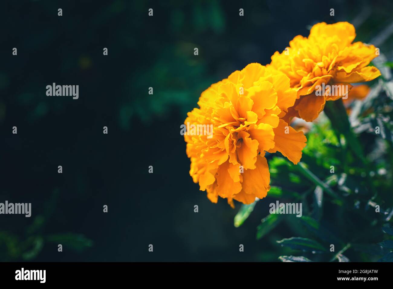 Nahaufnahme von orangefarbenen Ringelblumen mit grünen Blättern im Garten Stockfoto