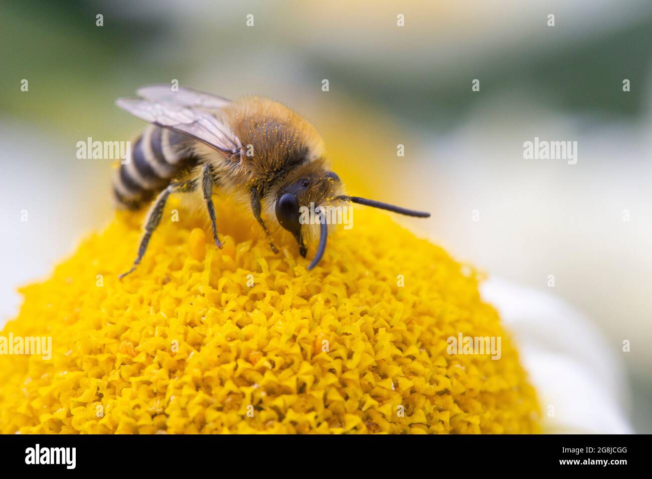 Kleine Biene sammelt Pollen auf Anthemis tinctoria ‘E.C.Buxton’ Stockfoto