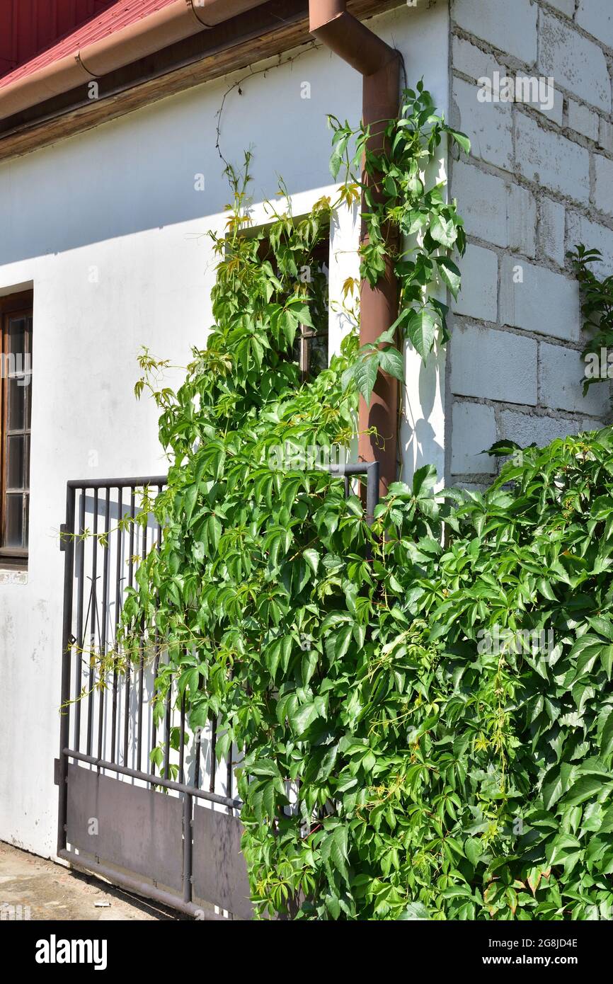 Efeu wächst an Hauswand, Fenster und Dach. Sommer. Stockfoto