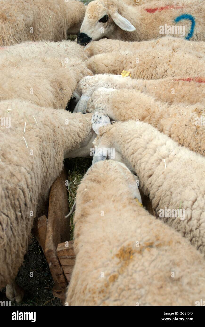 Eine Gruppe von Schafen auf dem Viehmarkt Stockfoto