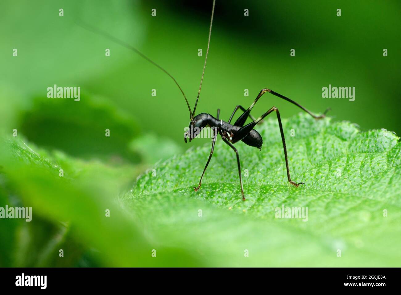 Ameise, die Cricket-Insekt imitiert, Macroxiphus-Arten, Satara, Maharashtra, Indien Stockfoto