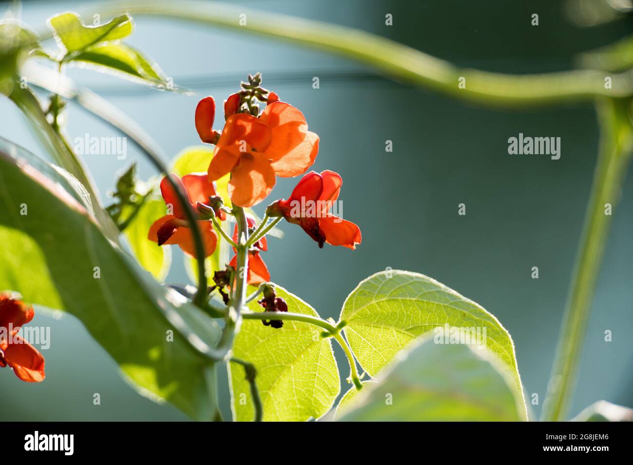Rot blühende Feuerbohnen im Garten Stockfoto