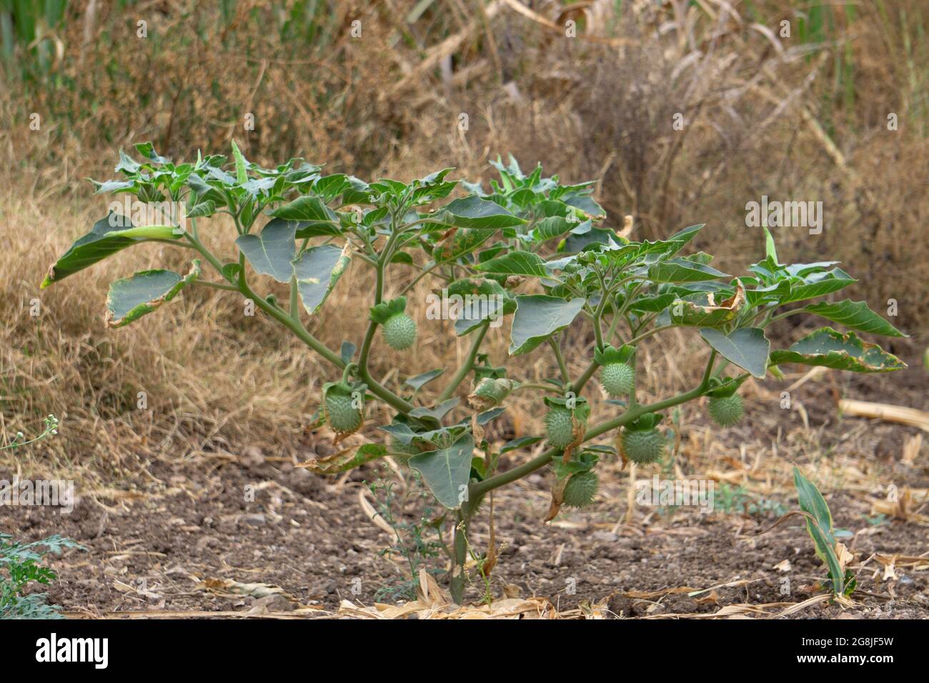 Jimsonweed-Pflanze, Datura stramonium, Satara, Maharashtra, Indien Stockfoto