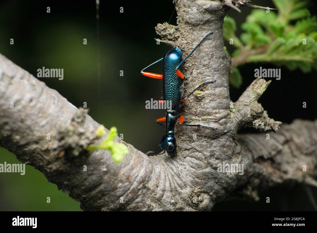 Blauer Metallic-Blasenkäfer, Meloidae, Satara, Maharashtra, Indien Stockfoto