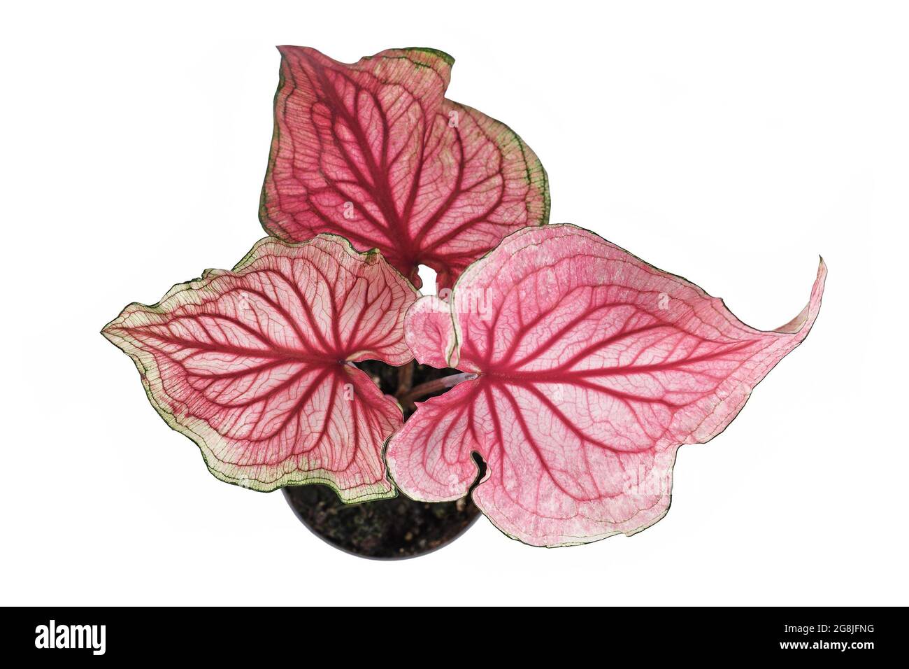 Draufsicht auf rosafarbene exotische 'Caladium Florida Sweetheart'-Pflanze in Blumentopf isoliert auf weißem Hintergrund Stockfoto