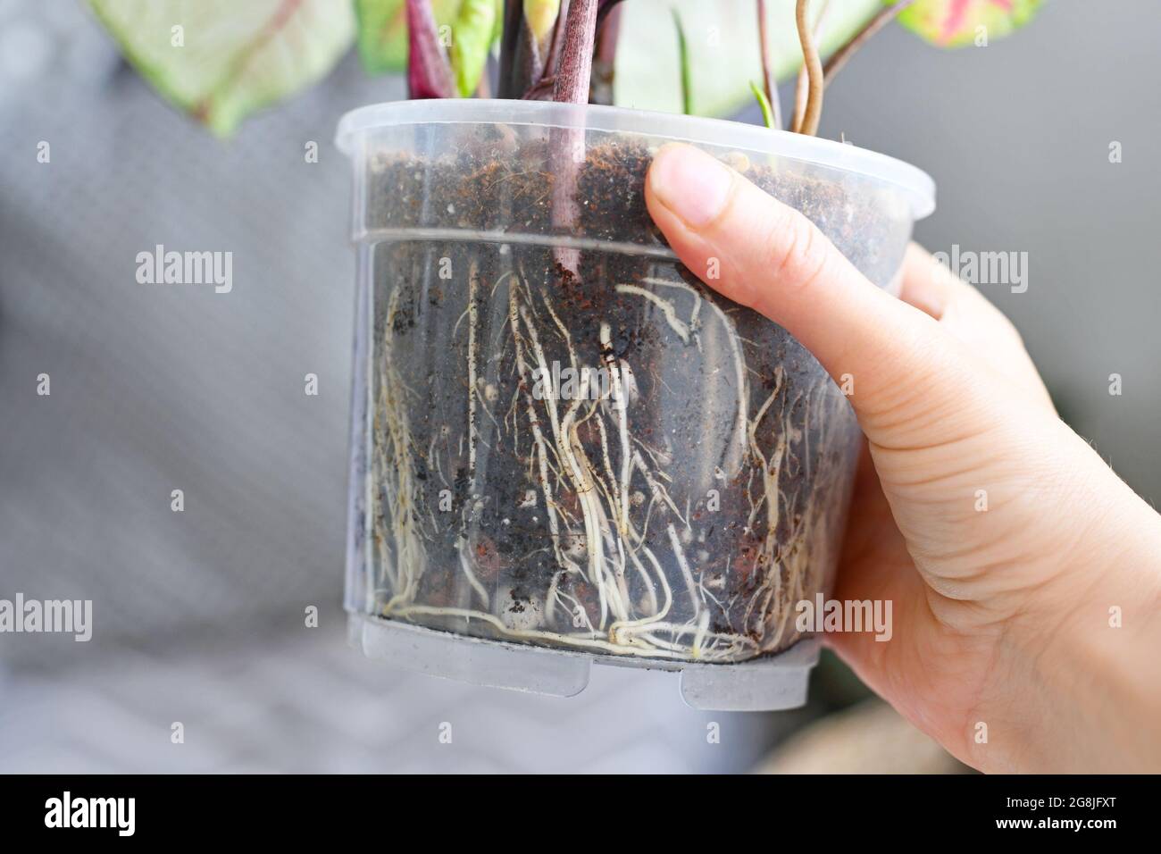 Gesunde Wurzeln der Zimmerpflanze im Boden im transparenten Blumentopf von Hand halten Stockfoto