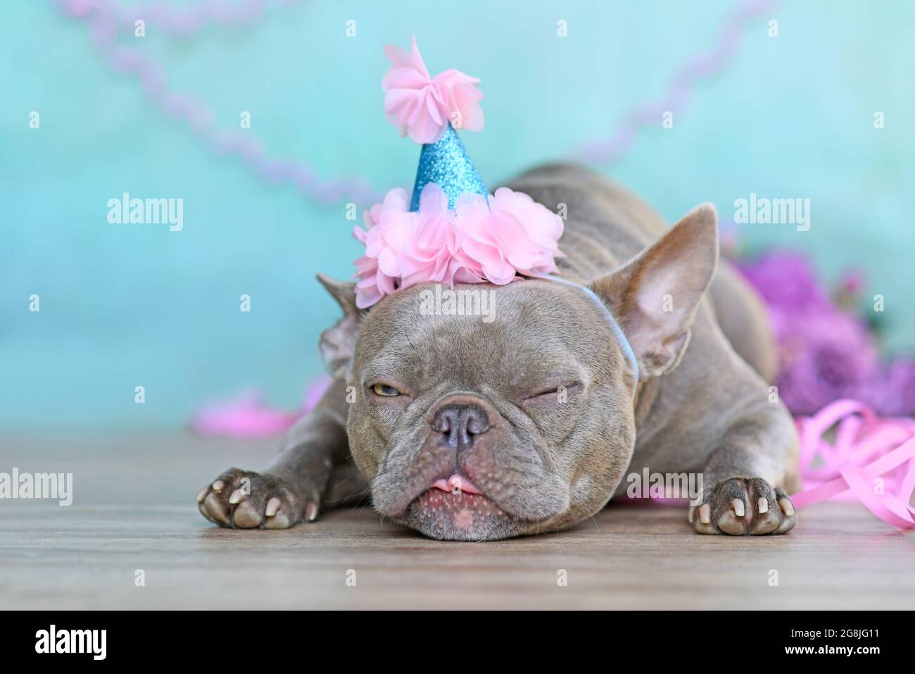 Geburtstagshund macht ein lustiges Gesicht. Flieder französische Bulldogge mit einem Teil Hut, der vor blauem Hintergrund liegt Stockfoto