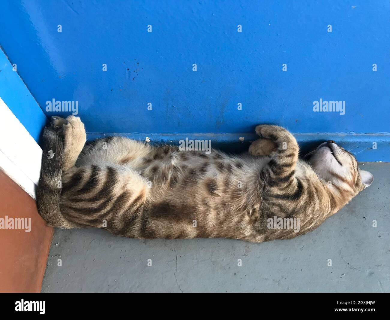 Katze schläft auf dem Kopf nach unten beugen Schlafen hinter Tür Eckseite  kann gequetscht werden Stockfotografie - Alamy