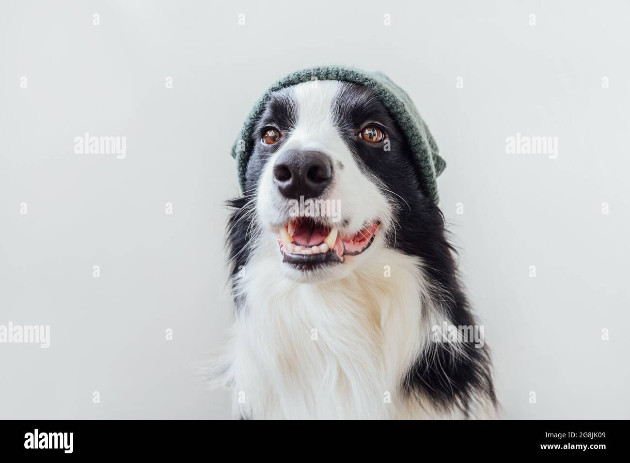 Lustige Porträt von niedlichen lächelnden Welpen Hund Grenze Collie trägt warme Strickkleidung Hut isoliert auf weißem Hintergrund. Winter- oder Herbstporträt von Neu Stockfoto