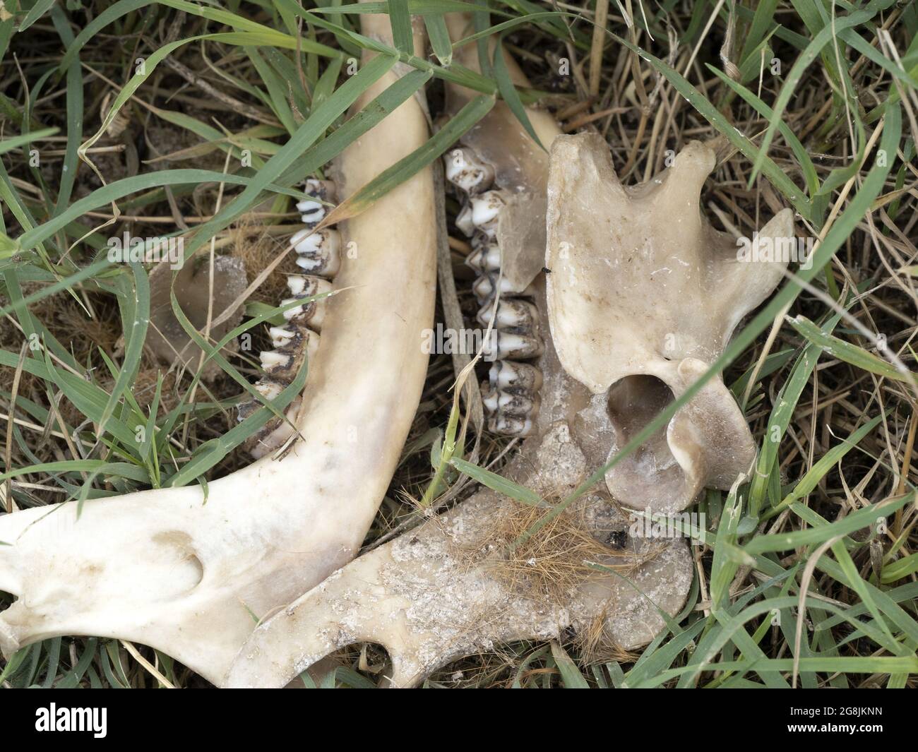 Skelettknochen des Damhirsches, die vom Walt gefressen und von Würmern auf einem Feld bedeckt wurden Stockfoto