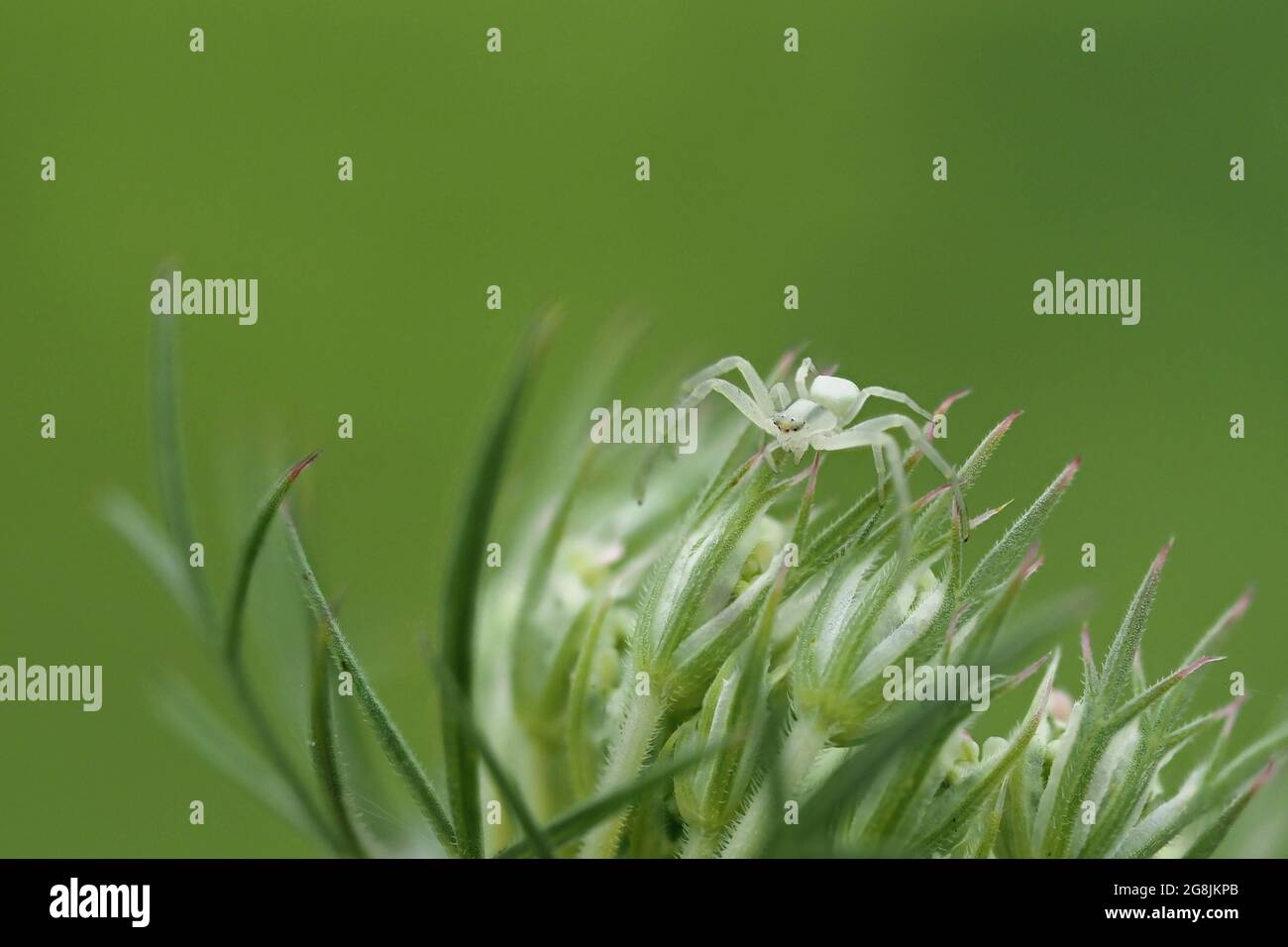 Eine weiße Krabbenspinne auf der Distel Stockfoto